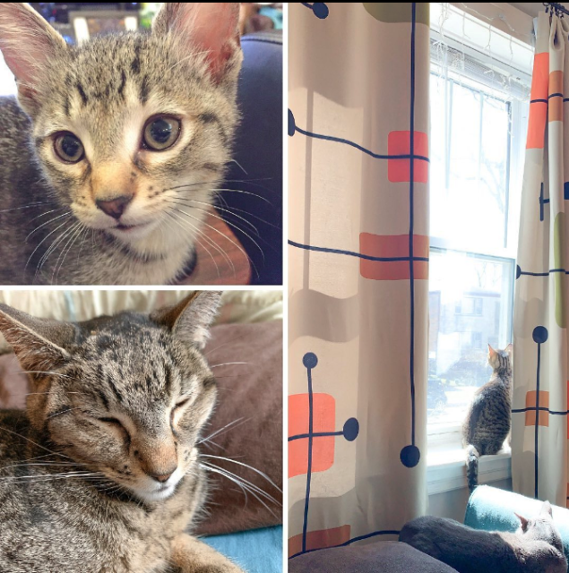 collage of grey tabby kitty cat, from kitten to age 4